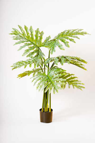 casa monstera 57" MONSTERA PLANT G– Casa Febus