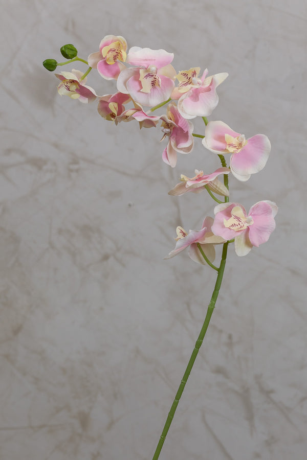 34" Phalaenopsis Orchid - Pink - Casa Febus - Home • Design